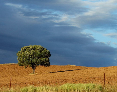 encina con fondo de cielo nuboso